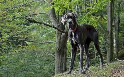 terrier-negro-ruso_h2_902.webp