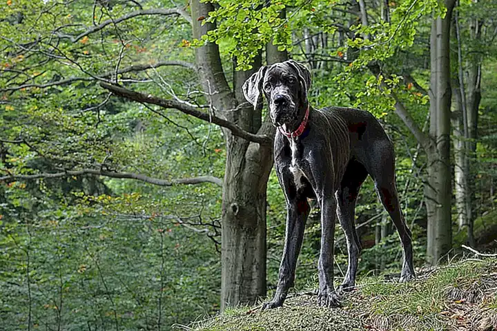 terrier-negro-ruso_h2_902.webp