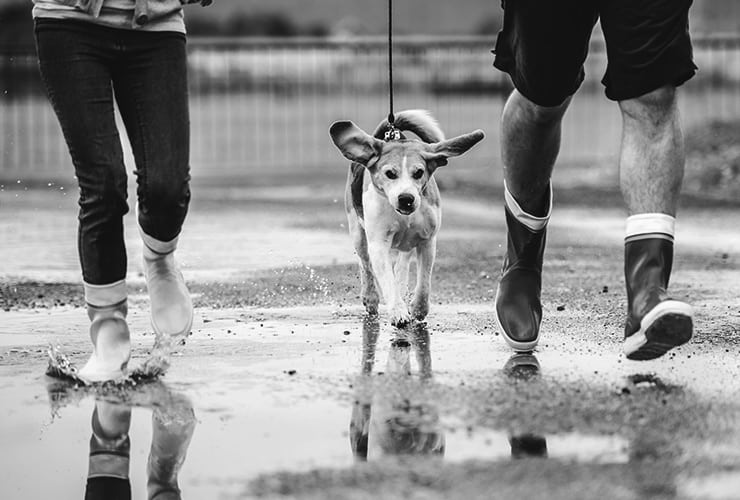 Guía completa para aprender a pasear a un perro: pasos paso a paso