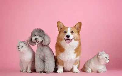 educar-a-tu-mascota_h2_268.webp