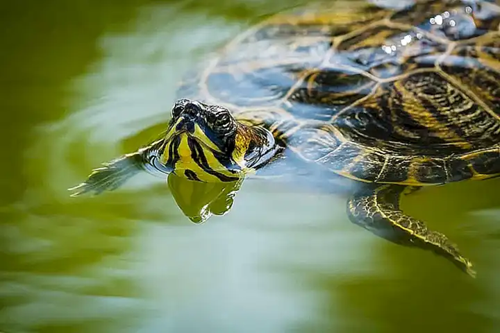 Hábitat adecuado para tortugas de agua