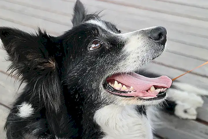 Herencia y factores de riesgo de las enfermedades oculares en Border Collies