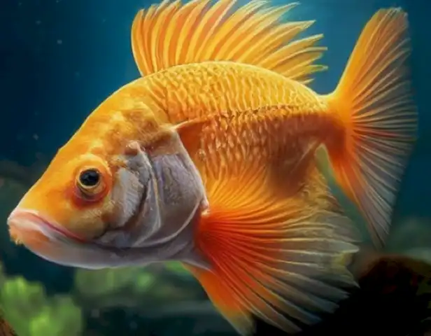 Image of the article should show different types of fish and aquatic animals, highlighting the importance of proper care and prevention of diseases in these animals.