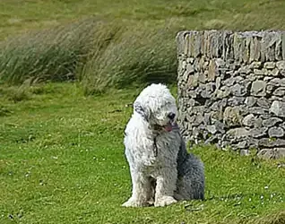 los-antiguos-perros-pastores-y-la-bobtail_h2_1403.webp