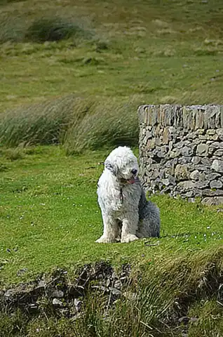 los-antiguos-perros-pastores-y-la-bobtail_h2_1403.webp