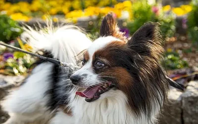caracteristicas-fisicas-de-la-raza-papillon_h2_1505.webp