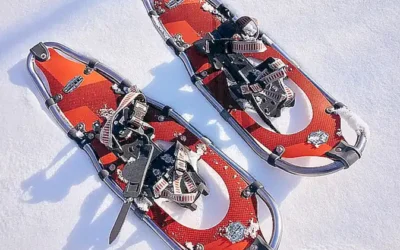 caracteristicas-fisicas-de-la-raza-snowshoe_h2_1394.webp