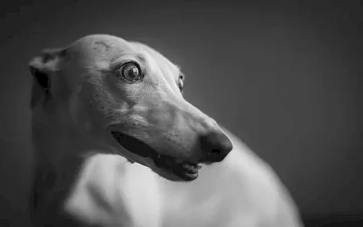 caracteristica-fisico-del-whippet_h2_954.webp