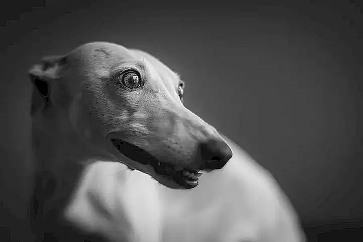 caracteristica-fisico-del-whippet_h2_954.webp