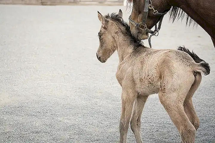 Historia de las razas de caballos