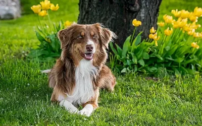 caracteristicas-generales-de-las-razas-de-perro-pastor-espanol_h2_197.webp