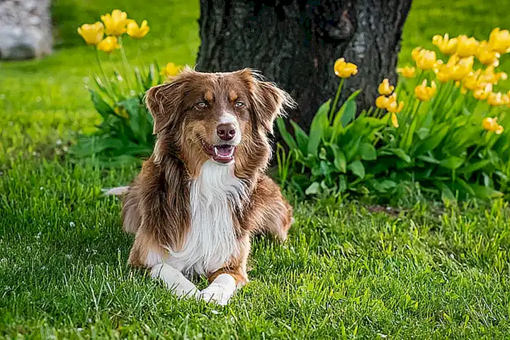 caracteristicas-generales-de-las-razas-de-perro-pastor-espanol_h2_197.webp