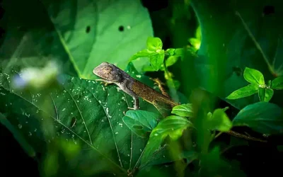 caracteristicas-de-las-salamandras-y-tritones_h2_915.webp