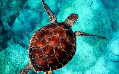 accademia-de-las-tortugas_h2_490.webp