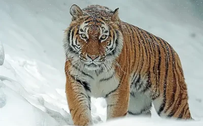 caracteristicas-distintivas-del-barbo-tigre_h2_369.webp