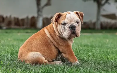 caracteristicas-fisicas-del-bulldog-americano_h2_412.webp