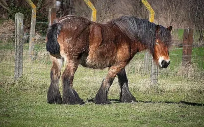 caracteristicas-del-caballo-belga-de-tiro_h2_267.webp