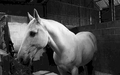 cultura-del-caballo-lusitano_h2_272.webp