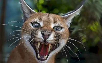 caracteristicas-del-caracal_h2_304.webp