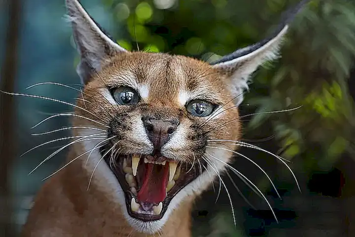 Historia del caracal
