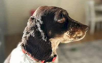 caracteristicas-del-cocker-spaniel-ingles_h2_1448.webp