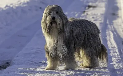 descripcion-del-collie-barbudo_h2_1449.webp