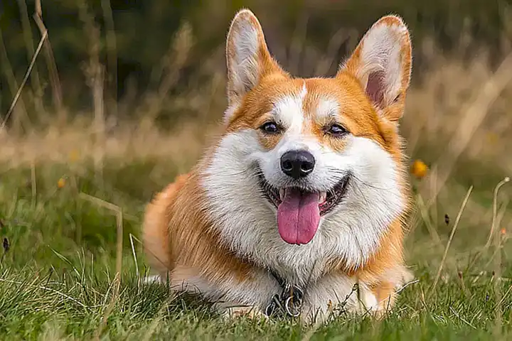 Historia del corgi rex