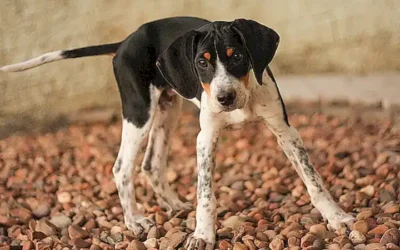 caracteristicas-fisicas-del-foxhound_h2_1467.webp