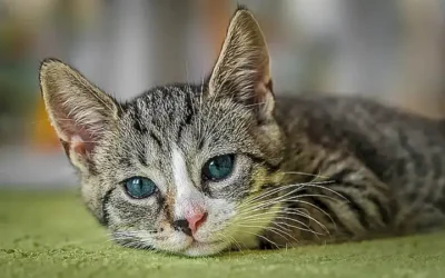 comportamiento-del-gato-comun-europeo_h2_311.webp