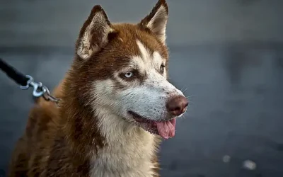caracteristicas-fisicas-del-husky-siberiano_h2_1483.webp