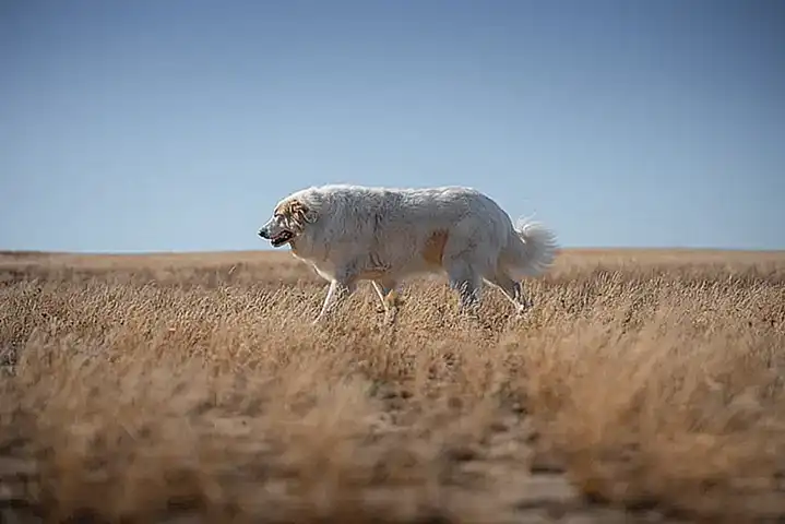 caracteristicas-del-perro-de-montana-de-los-pirineos_h2_431.webp