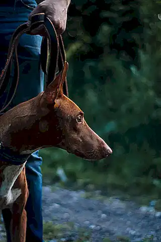 caracteristicas-del-perro-del-faraon_h2_1526.webp