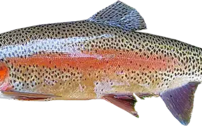 el-significado-del-pez-arcoiris_h2_383.webp