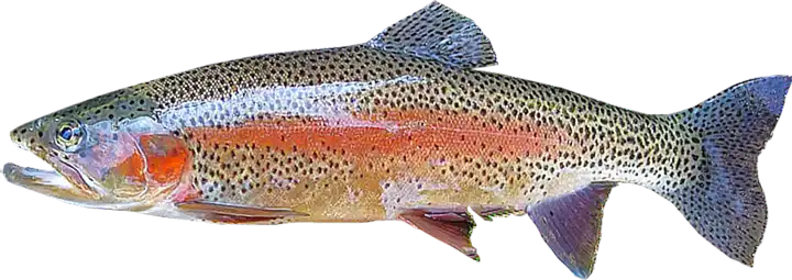 el-significado-del-pez-arcoiris_h2_383.webp