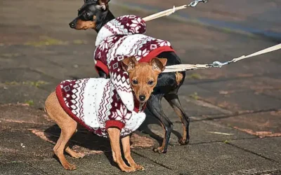 careno-del-pinscher-miniatura_h2_433.webp