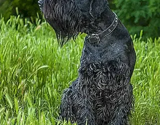 caracteristicas-del-schnauzer-gigante_h2_1547.webp