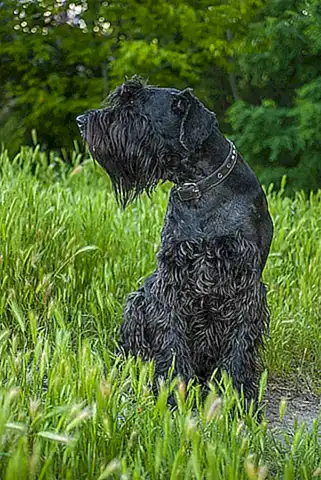caracteristicas-del-schnauzer-gigante_h2_1547.webp