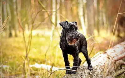 caracteristicas-fisicas-del-schnauzer-miniatura_h2_916.webp