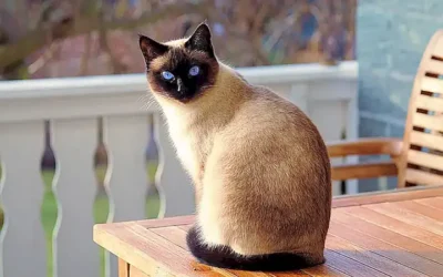 caracteristicas-del-gato-balin_h2_306.webp