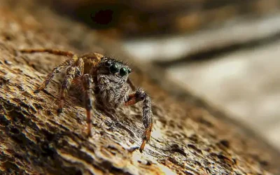 leyenda-del-tarantulo-goliat_h2_493.webp