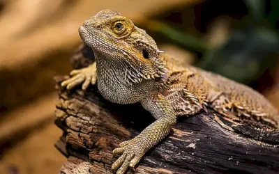 origen-del-nombre-del-dragon-barbudo-en-australia_h2_485.webp