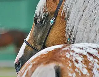 descripcion-fisica-del-caballo_h2_266.webp