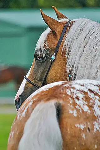 descripcion-fisica-del-caballo_h2_266.webp