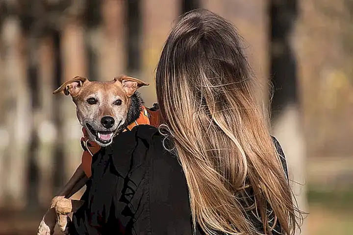Historias de éxito de dueños primerizos con sus perros fáciles de educar y cuidar