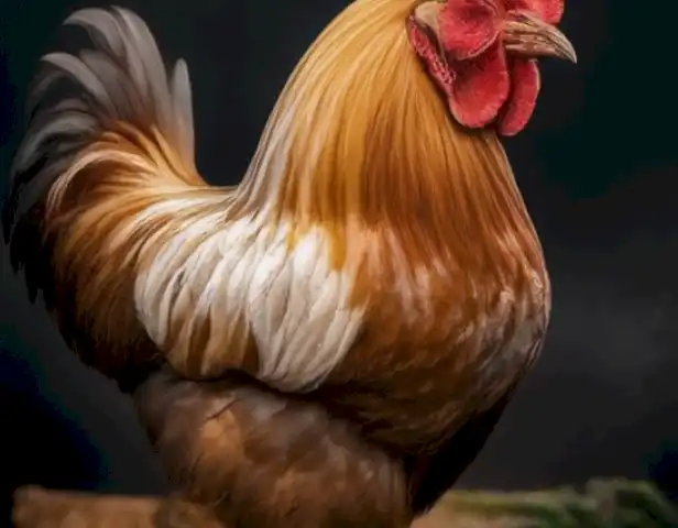 La image of the article should showcase the delectable and irresistible Gallina Marans, highlighting its rich, creamy texture and delicate flavor.