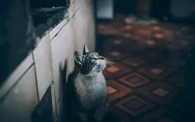 ideas-faciles-para-crear-juguetes-en-casa-con-tus-gatos_h2_295.webp