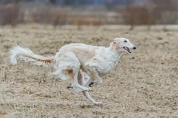 Ideas para mantener a tu perro activo