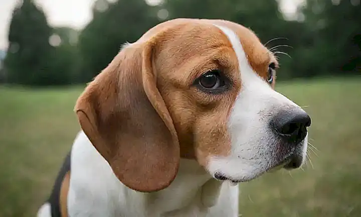 Las razas beagle son adorables