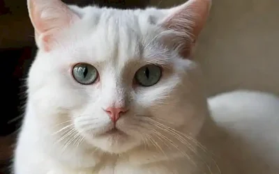 Consejos de cuidado para gatos blancos
