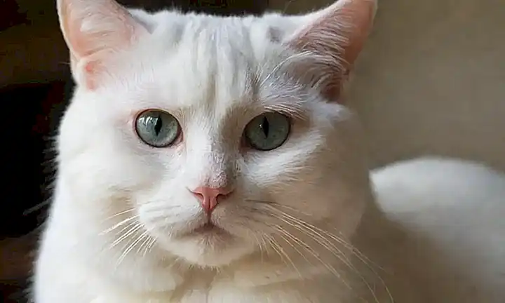 Consejos de cuidado para gatos blancos